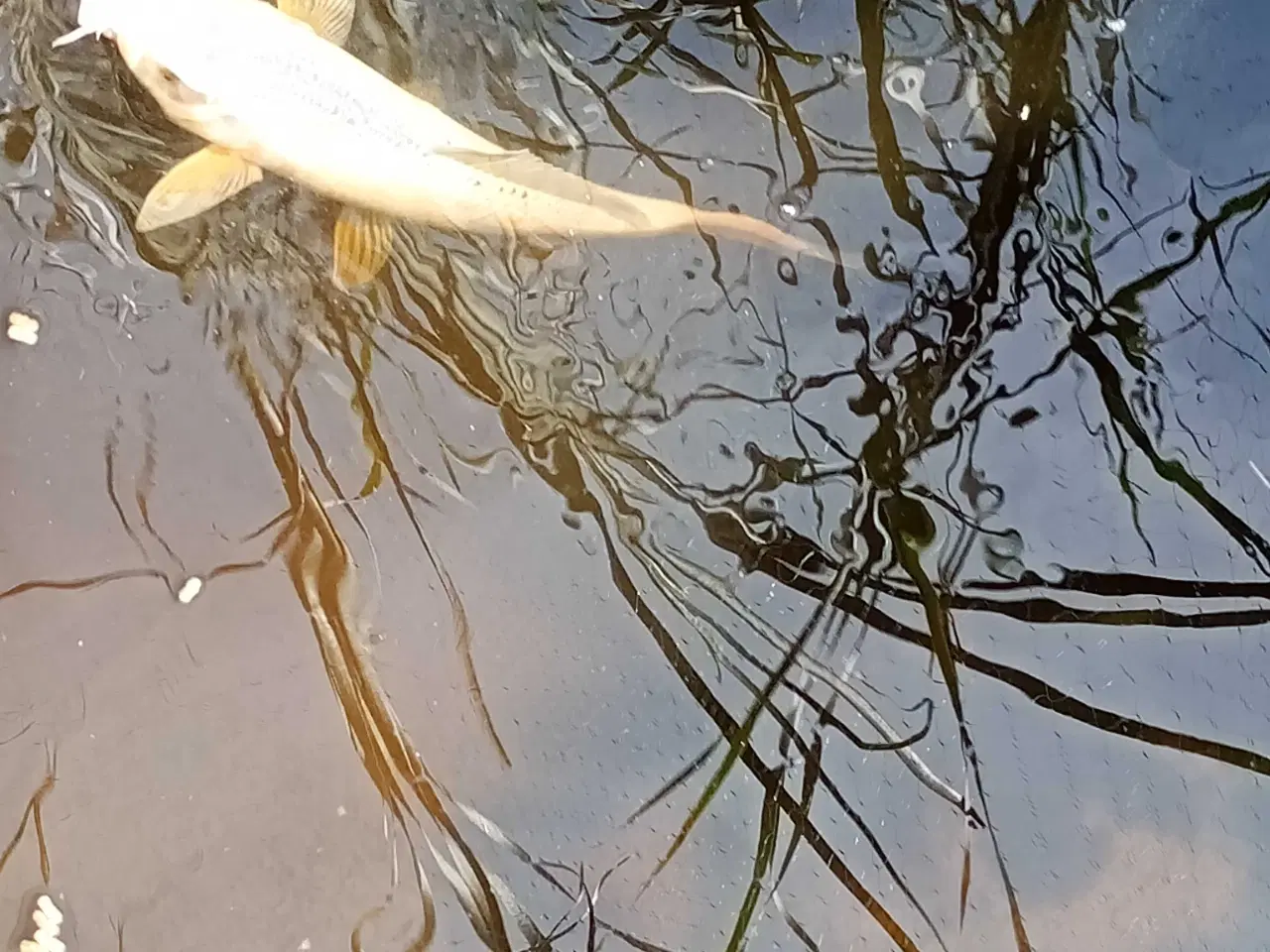Billede 4 - Havedam med fisk og filter pumpe 