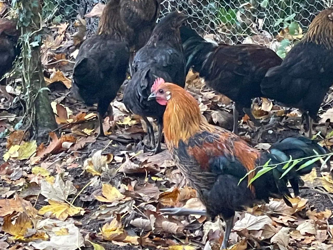 Billede 3 - Smukke haner søger kærlig hønsegård