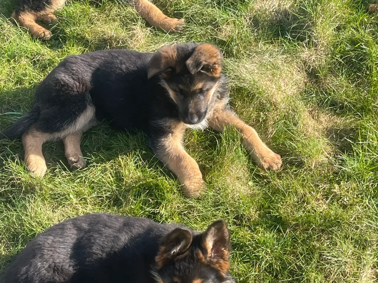 Billede 4 - Schæfer hvalpe soger nyt 🏡