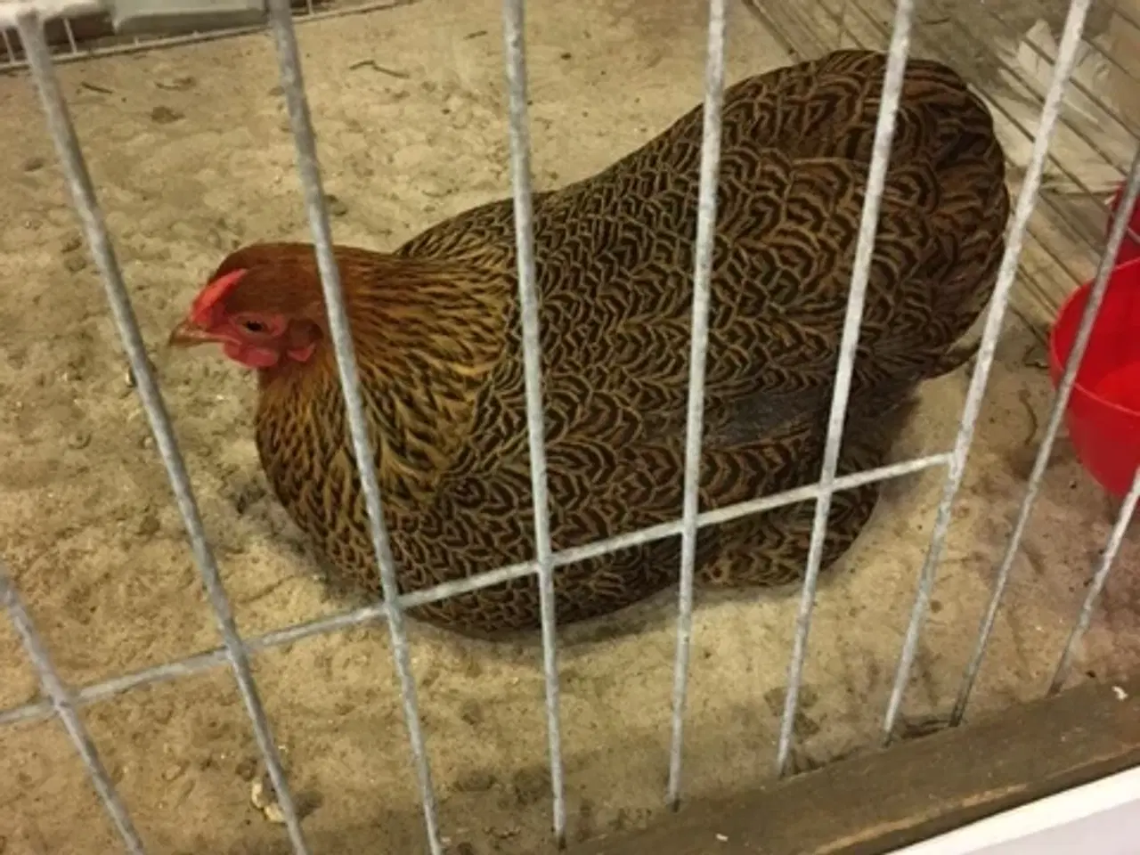 Billede 2 -  Wyandot Dværg Race