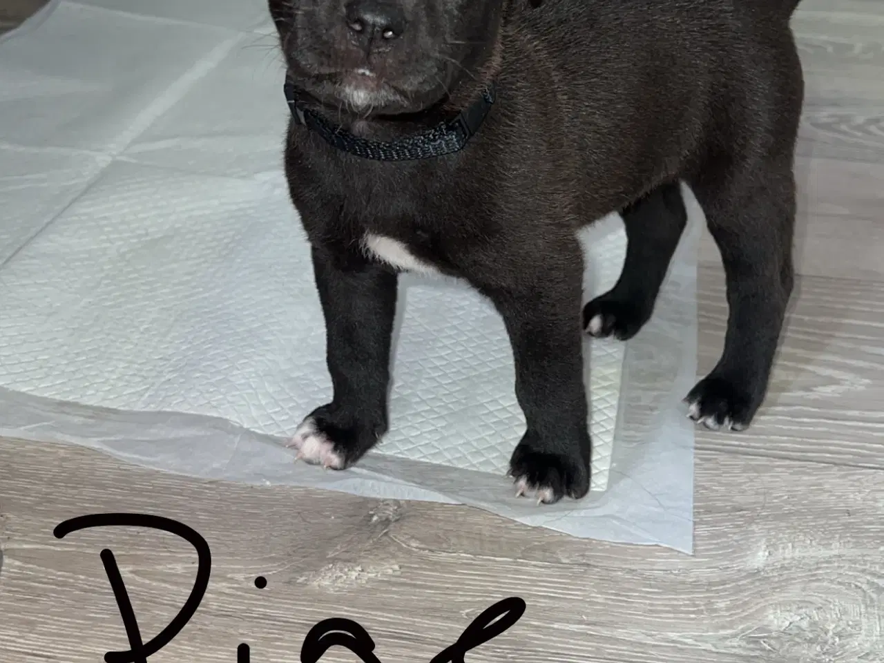 Billede 2 - Blandings hvalpe