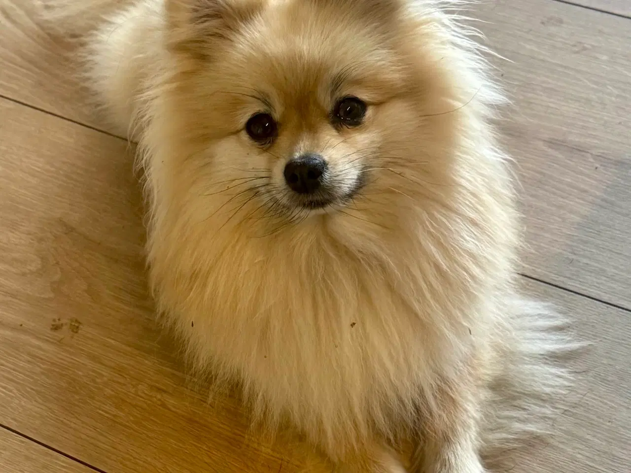 Billede 8 - Mini Pomeranian 