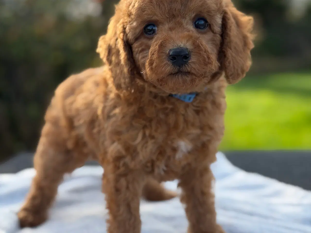 Billede 3 - Røde Puddel