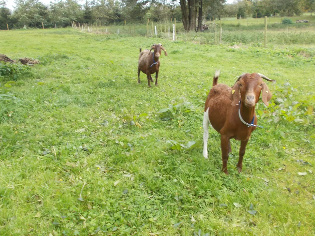 Billede 2 - boergeder