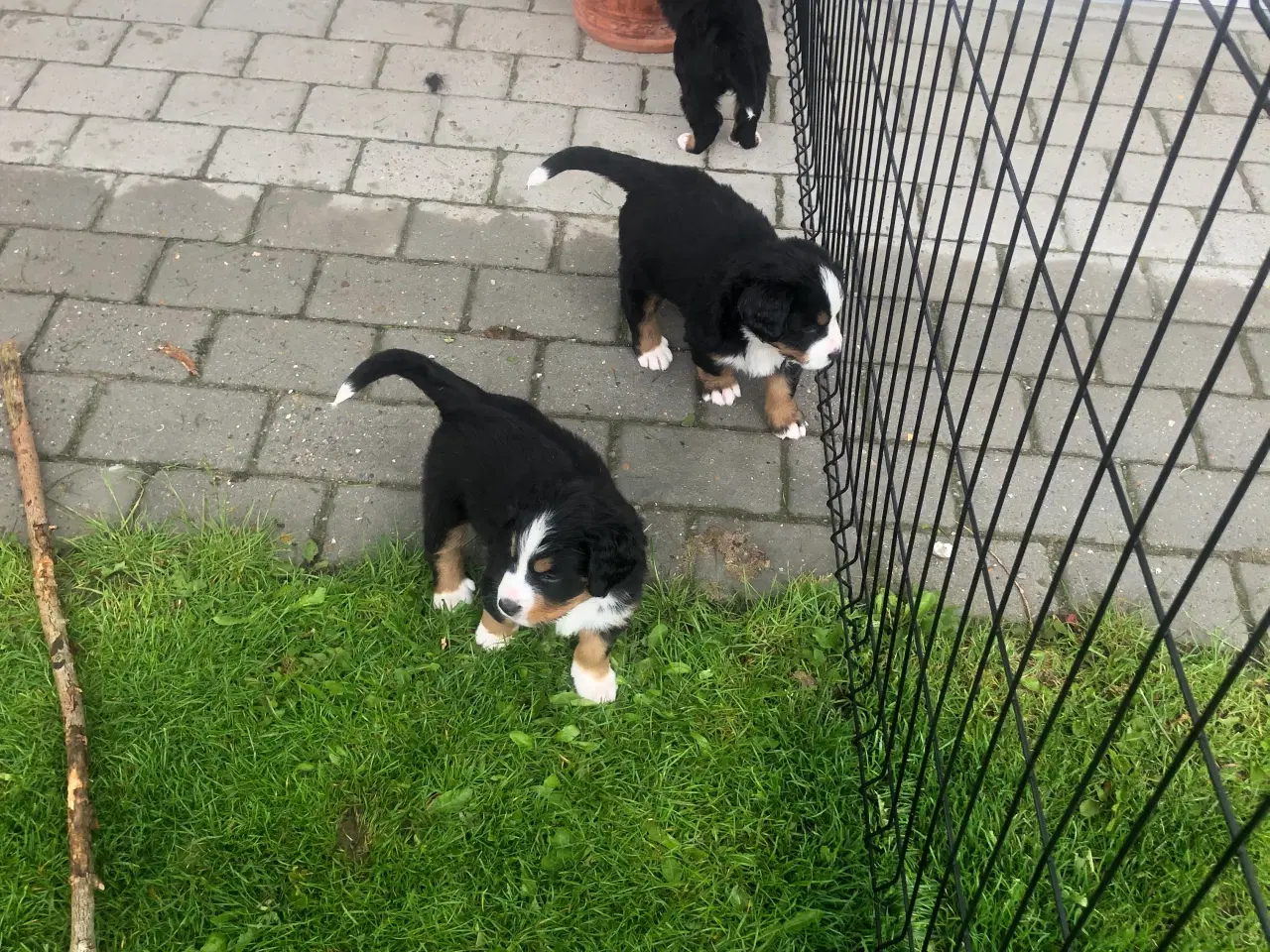 Billede 4 - Berner Sennen hvalpe