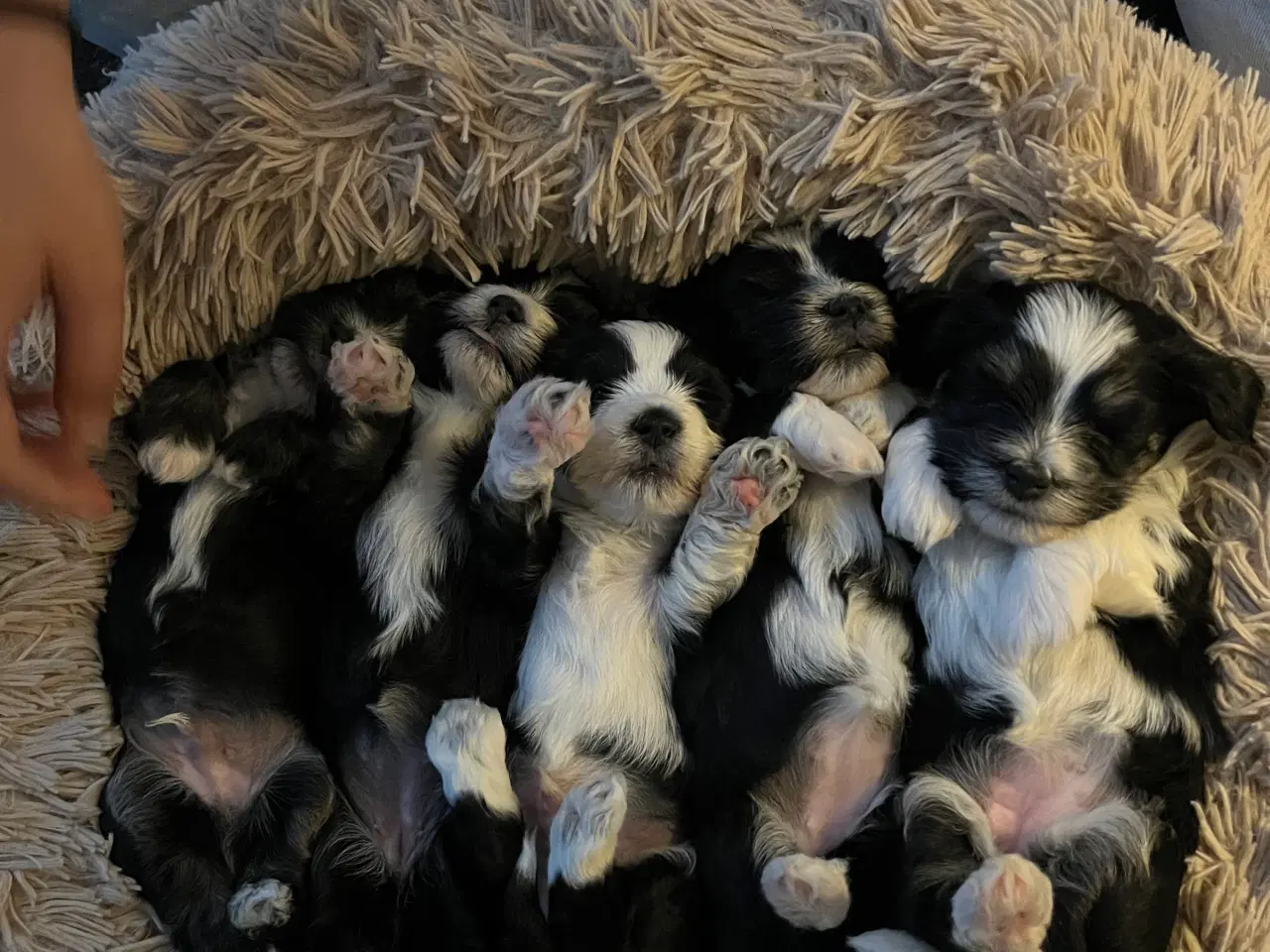 Billede 5 - Dejlige Bichon Havanais hvalpe