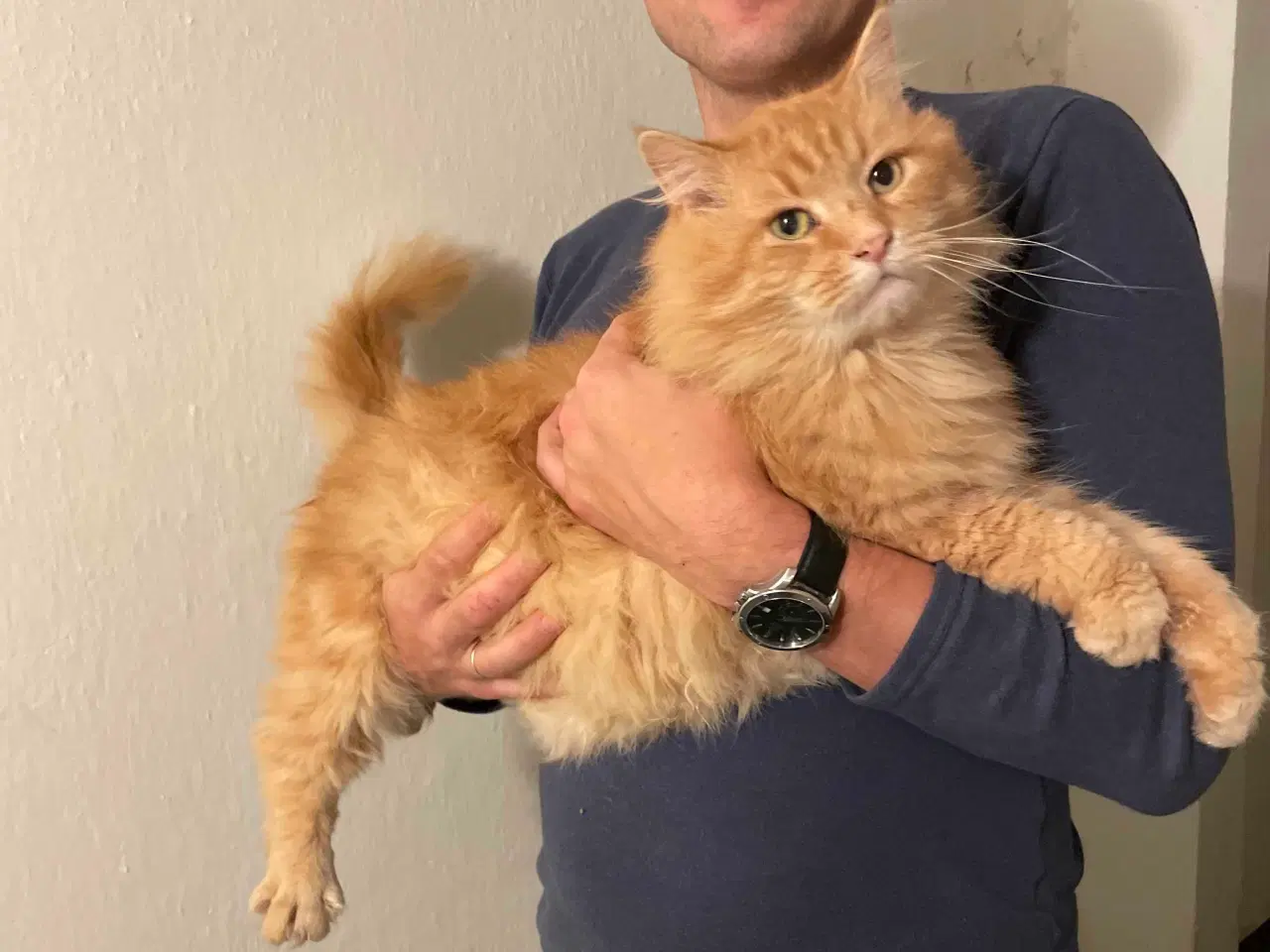 Billede 2 - Dejlig maine coon dreng uden tavle