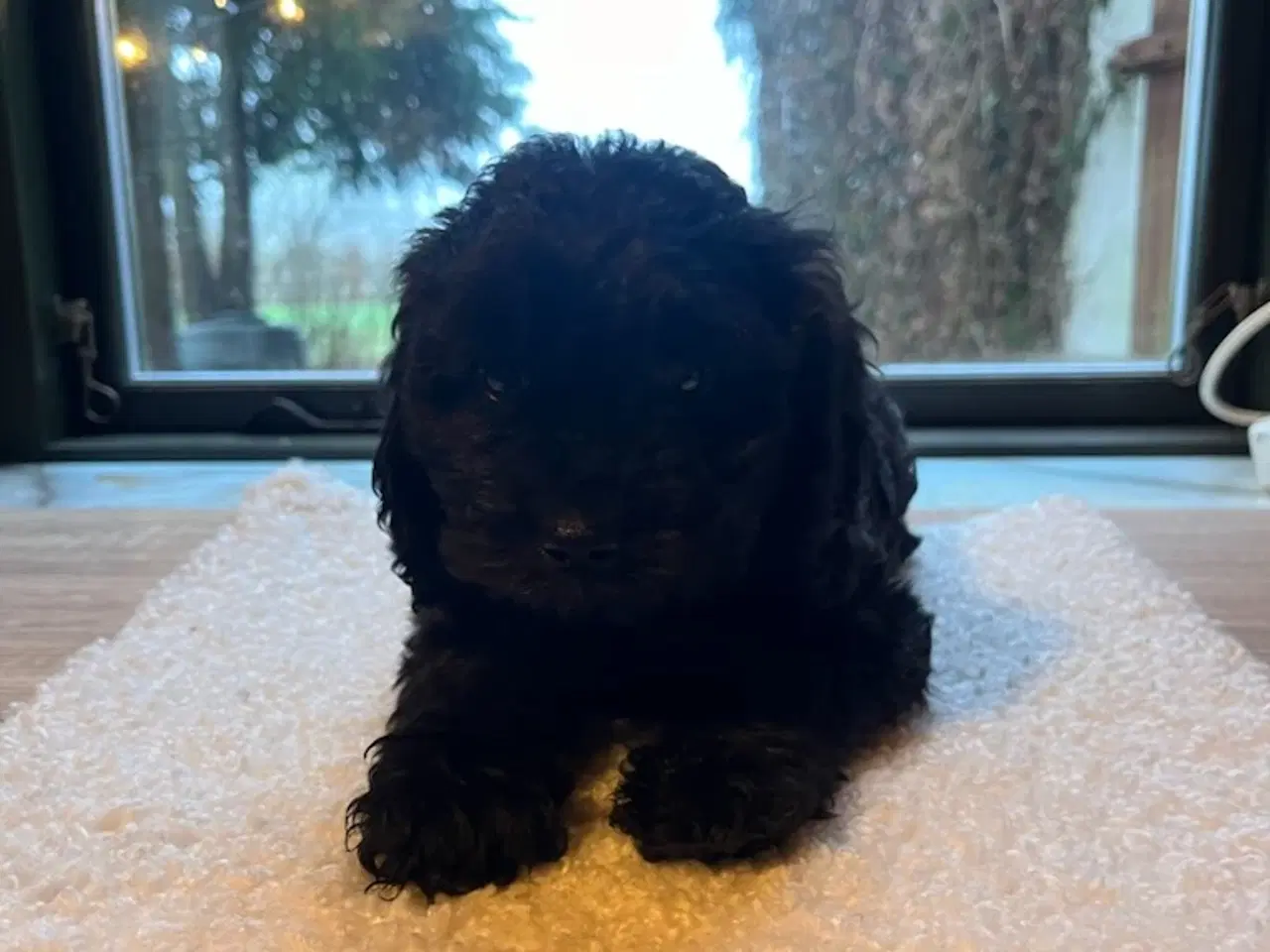 Billede 6 - Bigelier × puddel