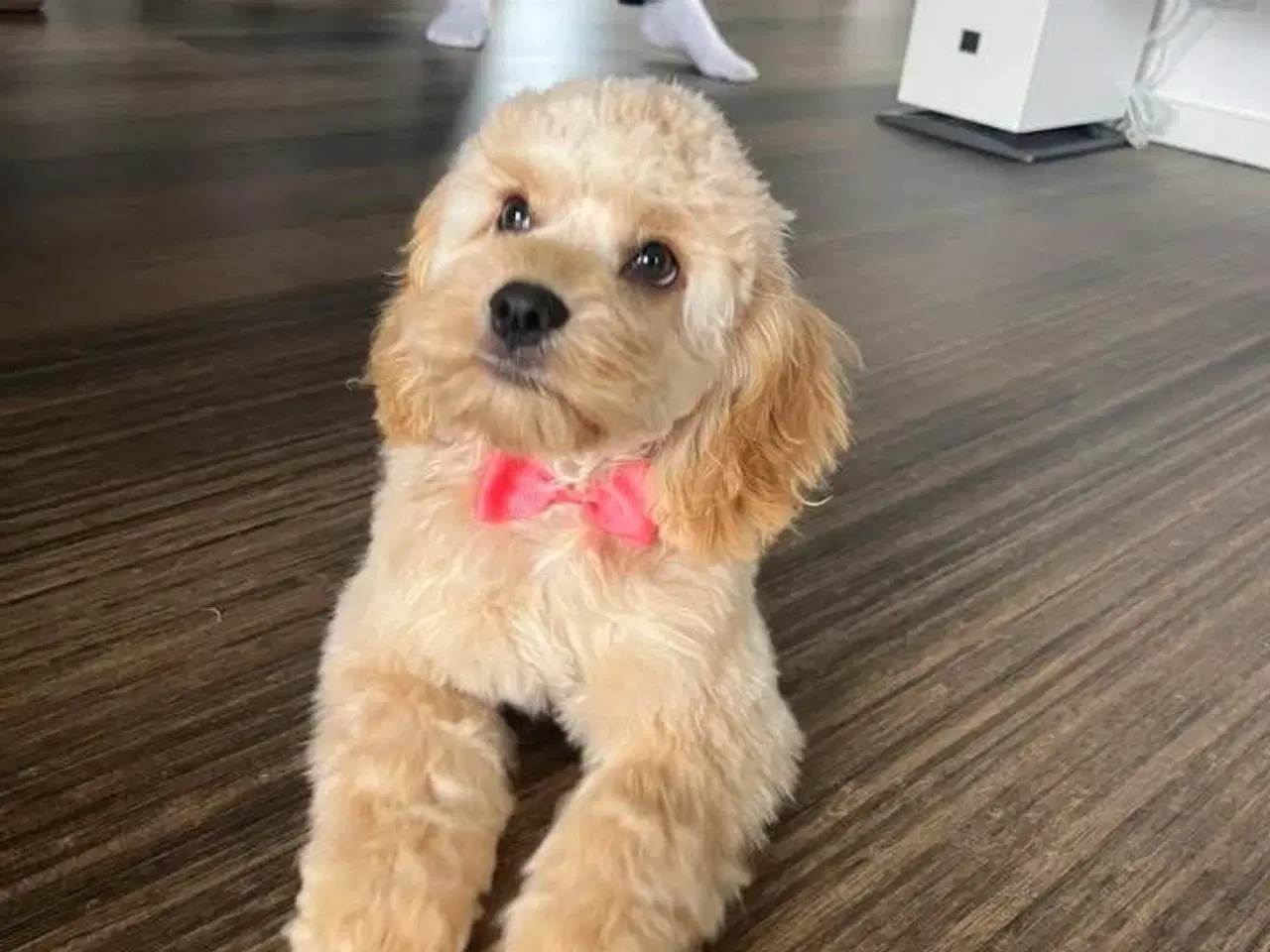 Billede 6 - Labradoodle F1B