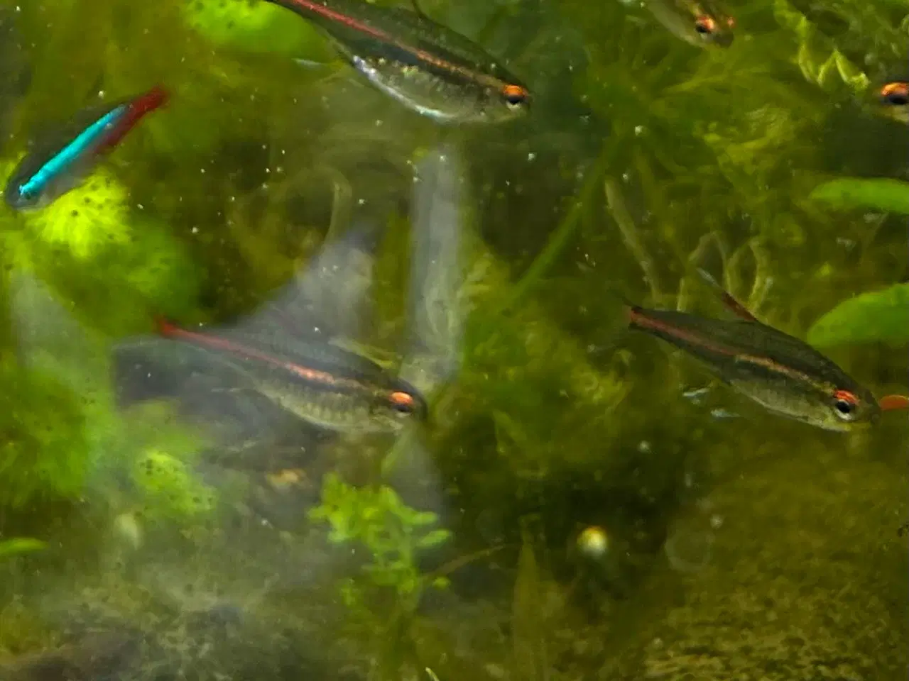 Billede 13 - 🐠 Glødelys Tetra – flotte, sunde stimefisk ✨