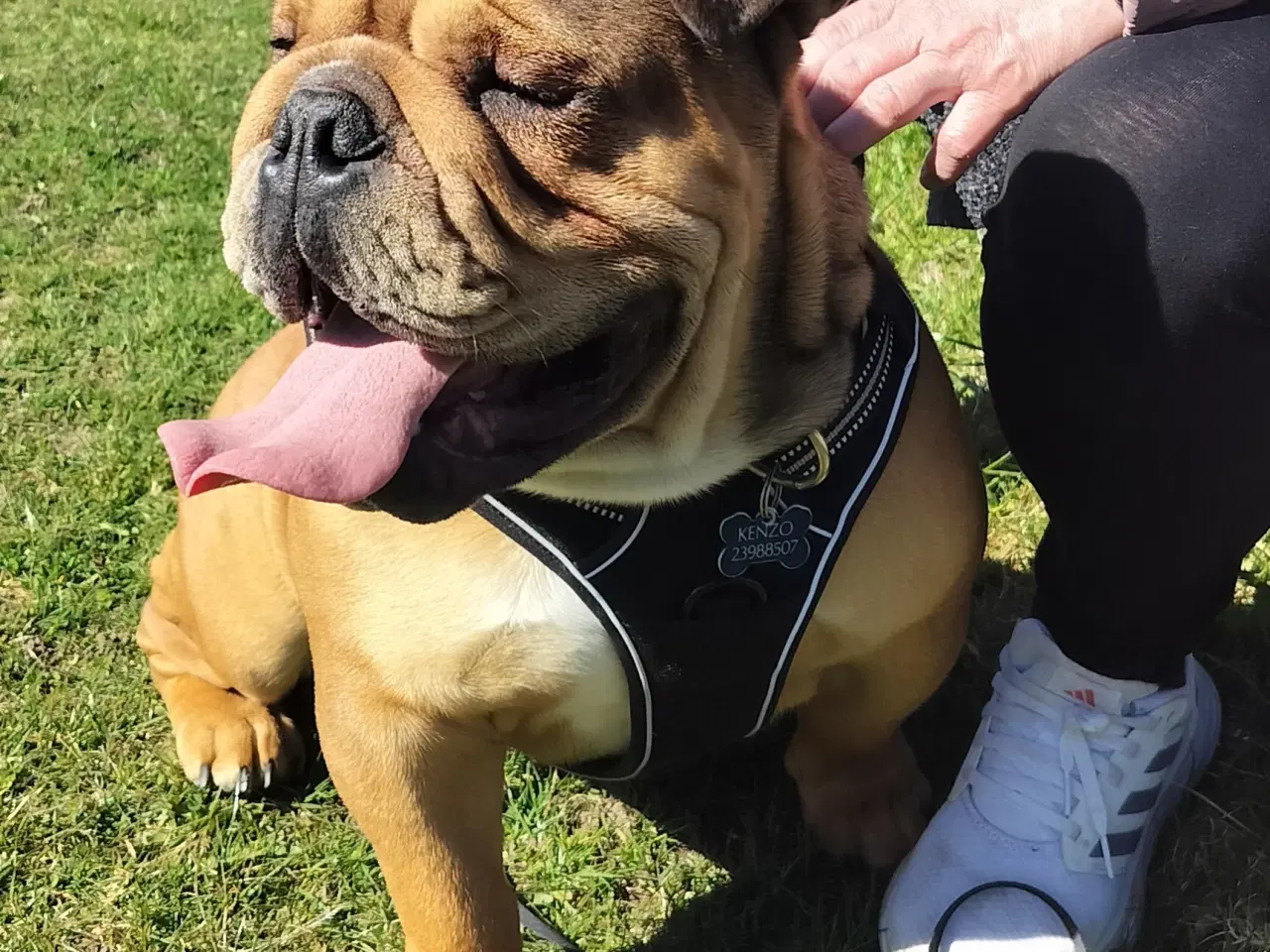 Billede 3 - Engelsk bulldog Kenzo