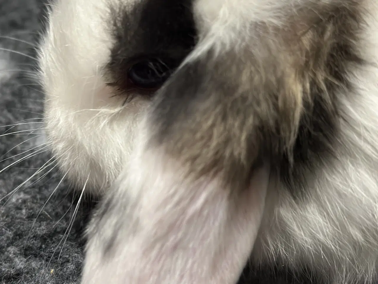 Billede 4 - Minilop hun kaninunge