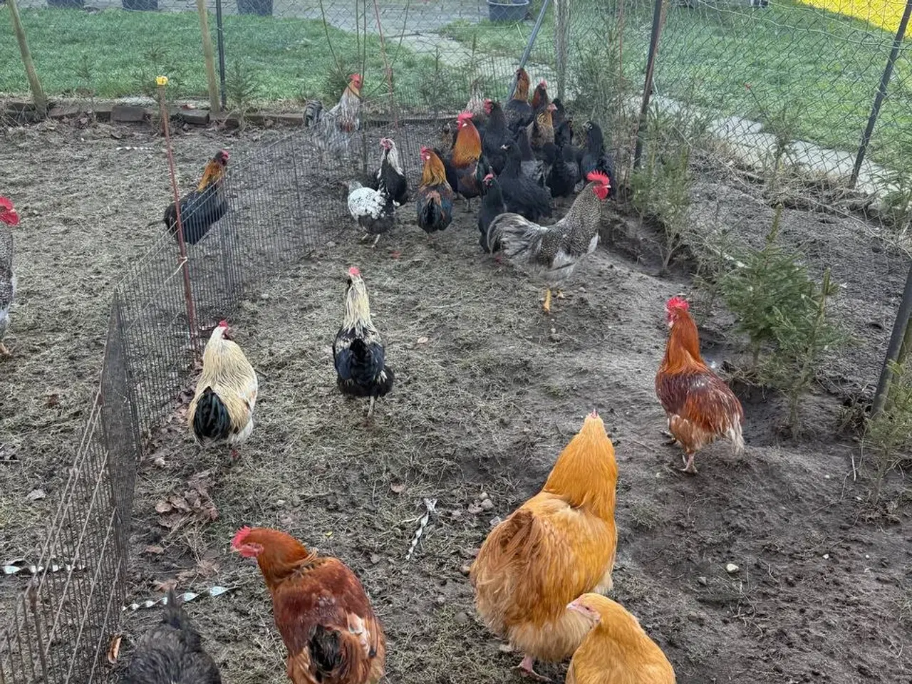 Billede 4 - Morgenmadsæg dagligt fra egen have ud af 6818 