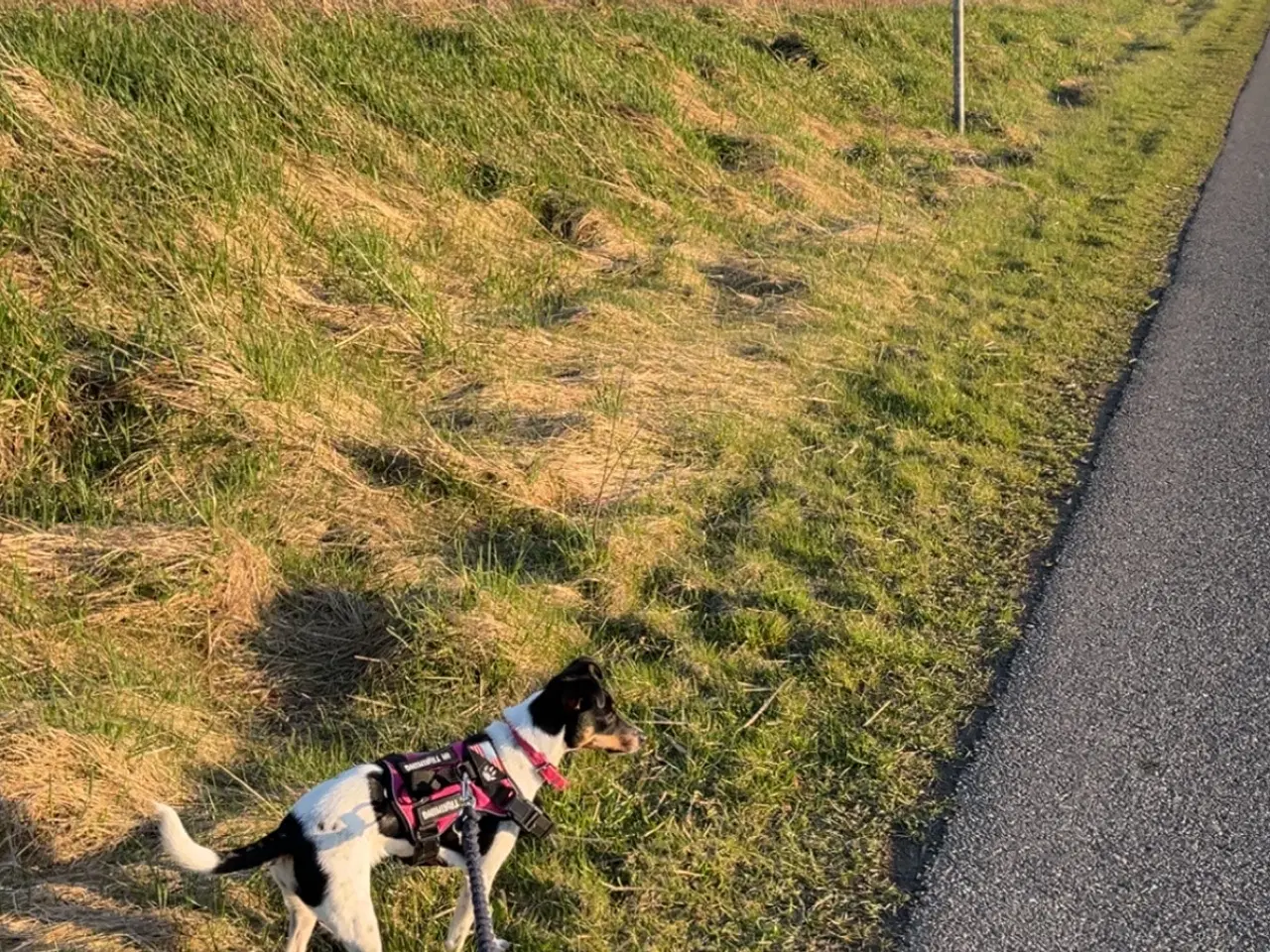Billede 4 - Dansk svensk gårdhund 
