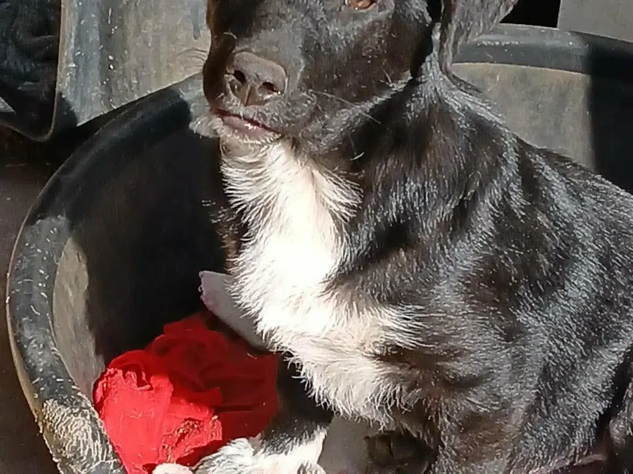 Billede 2 - Lille Per ønsker sig et hjem 