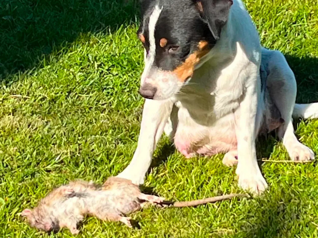 Billede 8 - To Dansk Svenske Gårdhunde hvalpe sælges