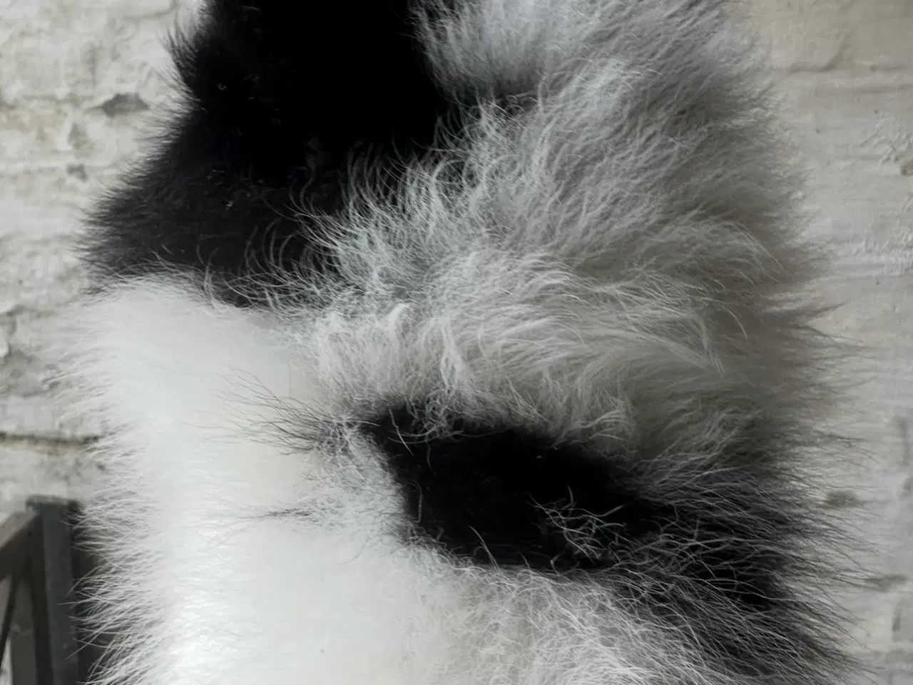 Billede 6 - Pomeranian Partycolor