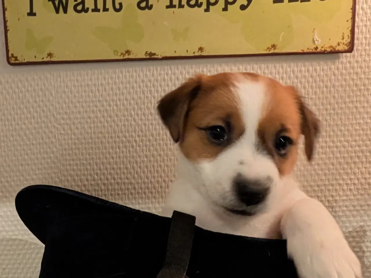 Billede 9 - Jack Russell Terrier, kortbenet, DKK