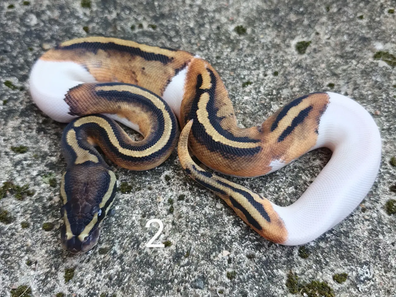 Billede 17 - Pied kongepythons. Opdateret.