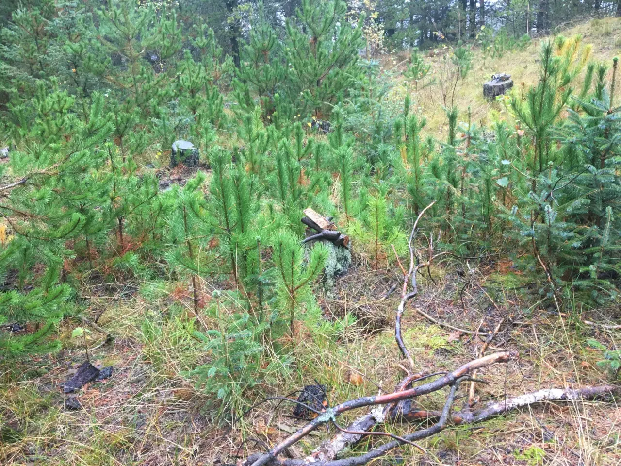 Billede 1 - Fyrretræer