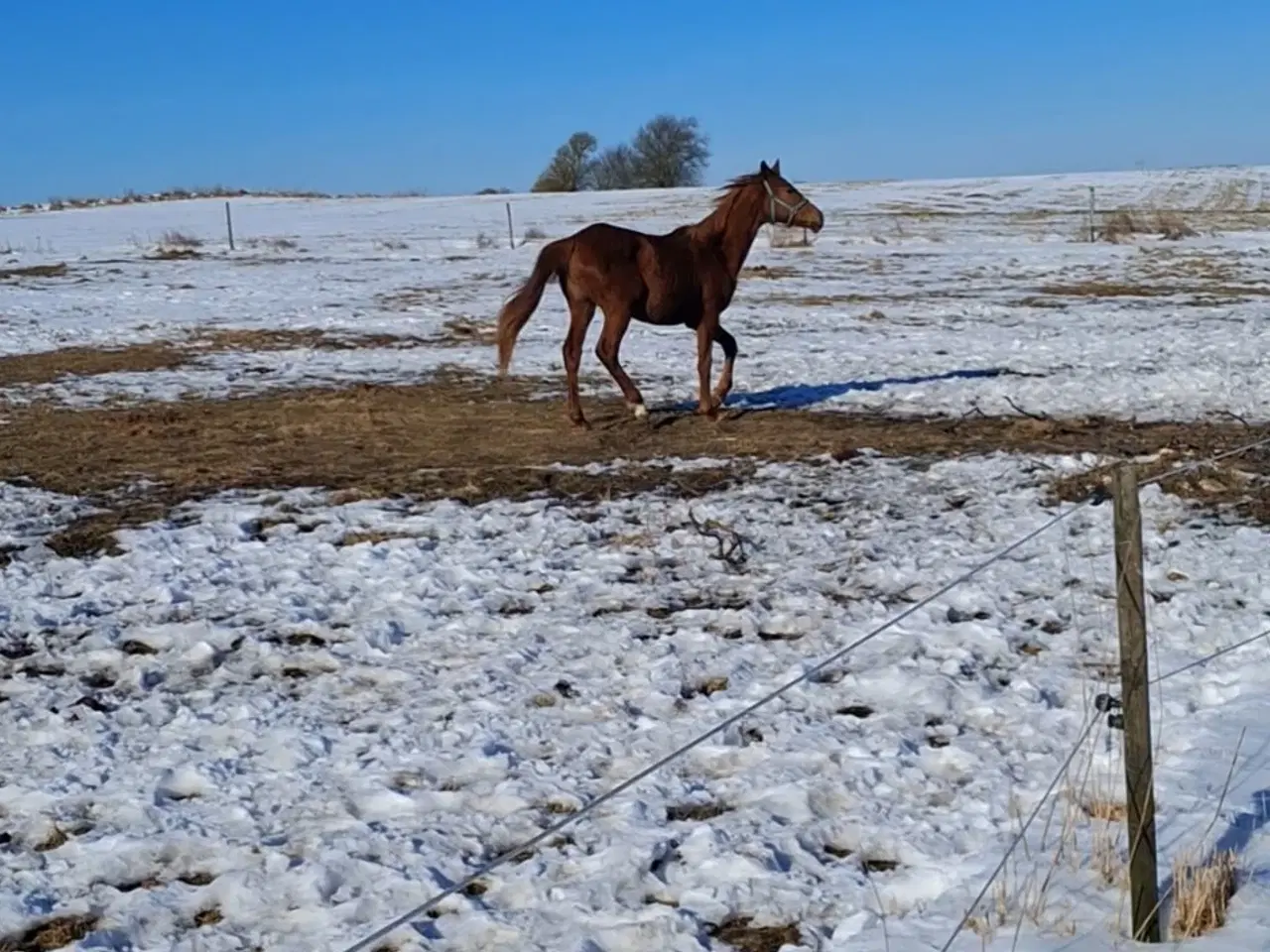 Billede 2 - Rød Dv hingst plag med fuld stamtavle