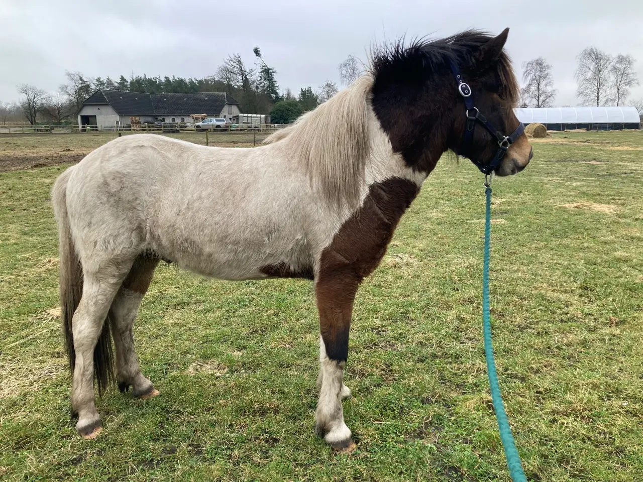 Billede 5 - Islænder hingst/vallak 3 år til sommer