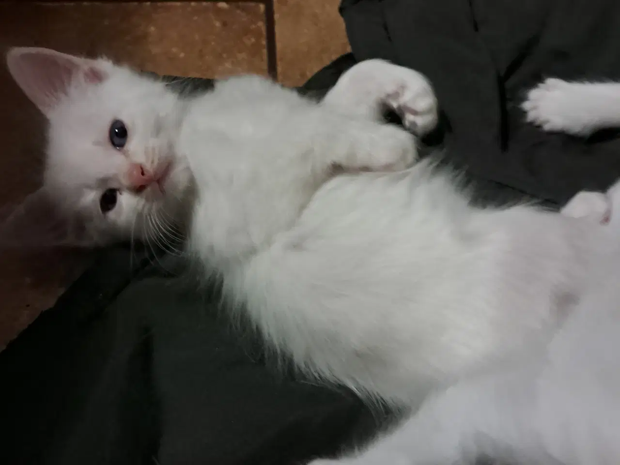 Billede 1 - Hellig birma/ Ragdoll 