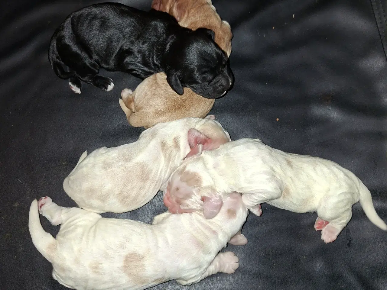 Billede 3 - Engelske cockerspaniel hvalpe 