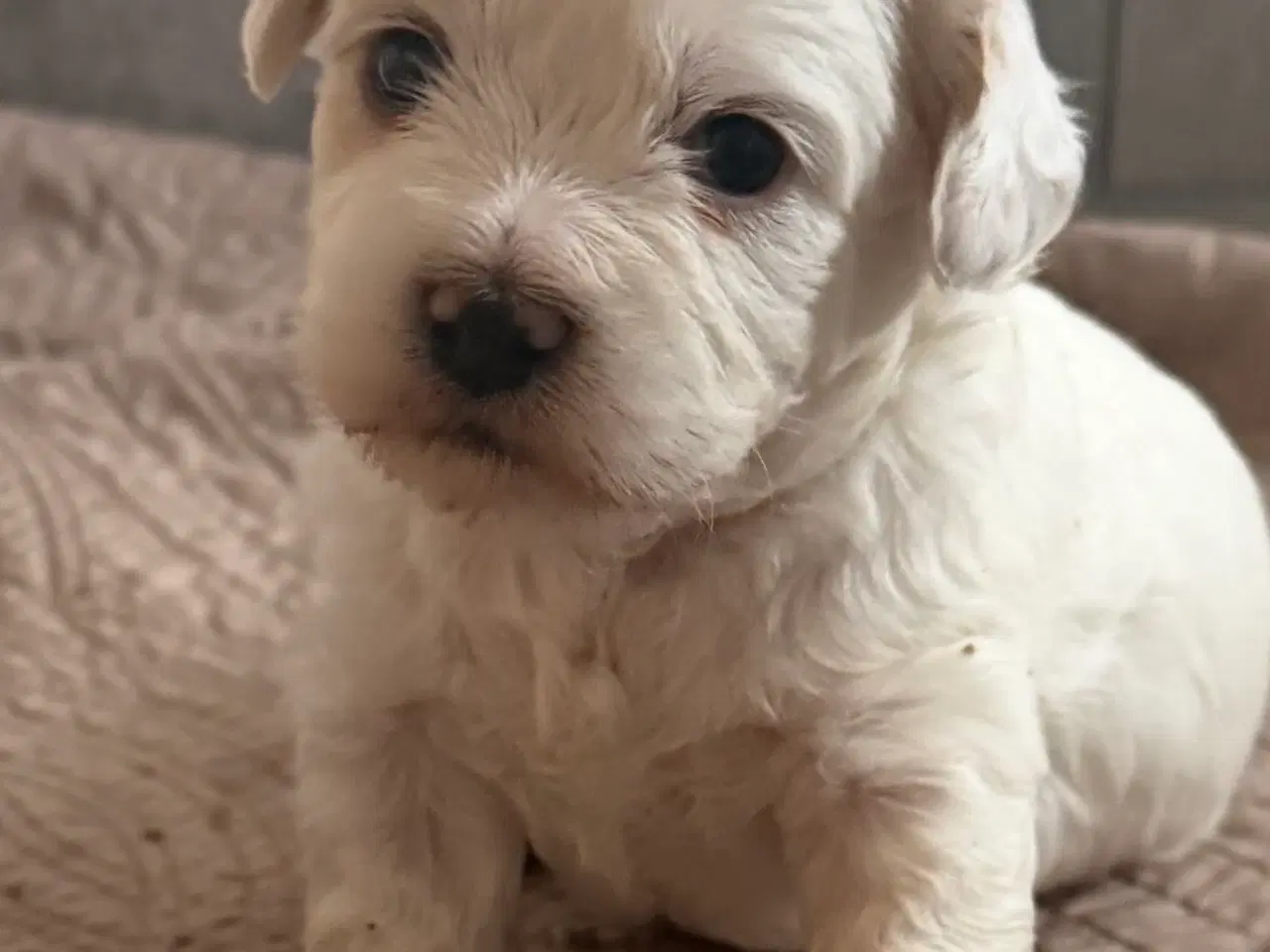 Billede 4 - Havapoo 4 uger