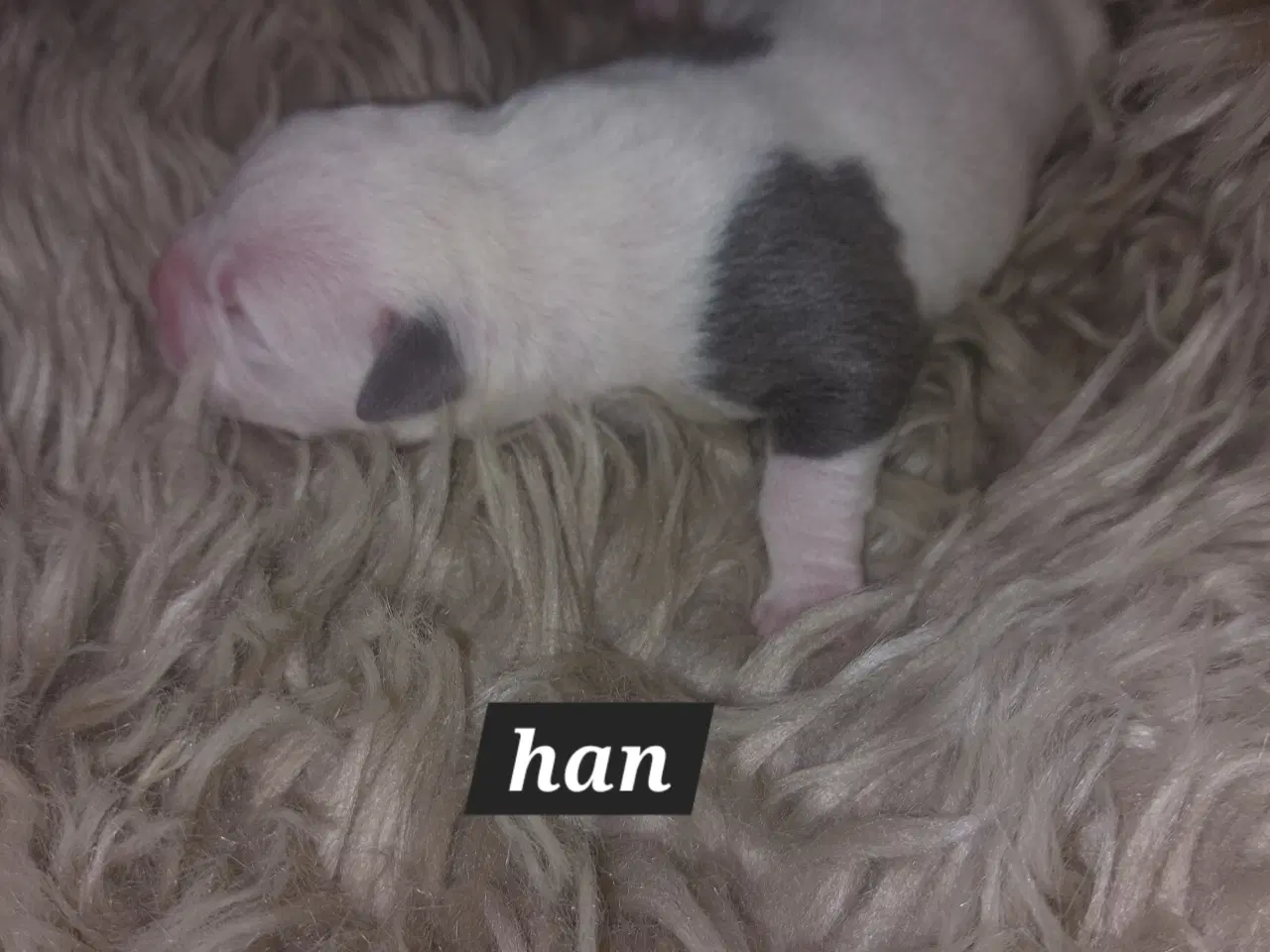 Billede 19 - American bully hvalpe 