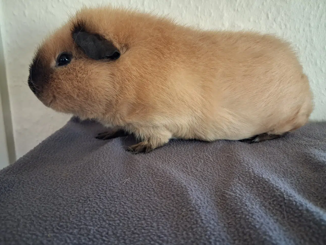 Billede 1 - Marsvin fra registreret opdrætter 