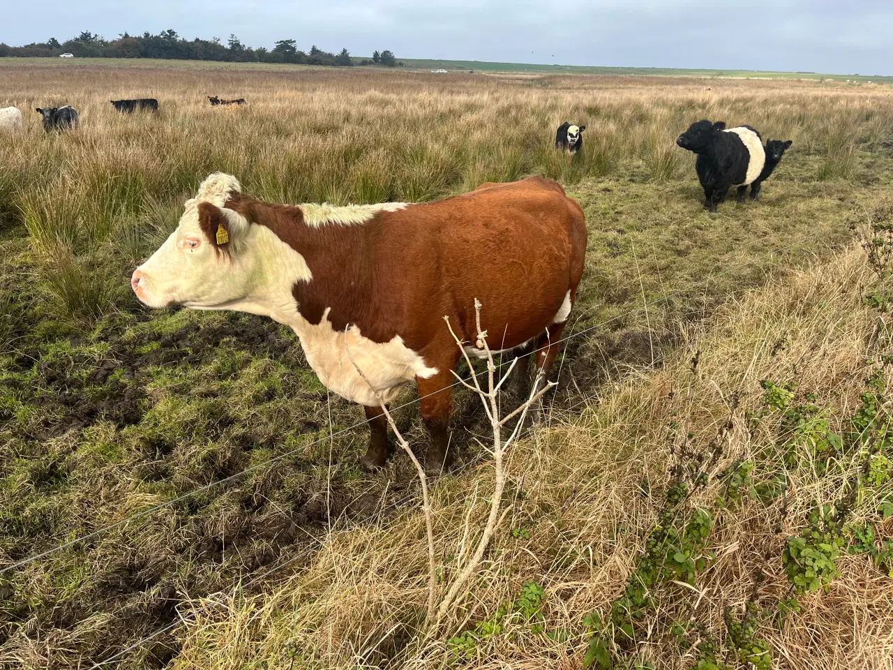 Billede 3 - Hereford køer (drægtige)