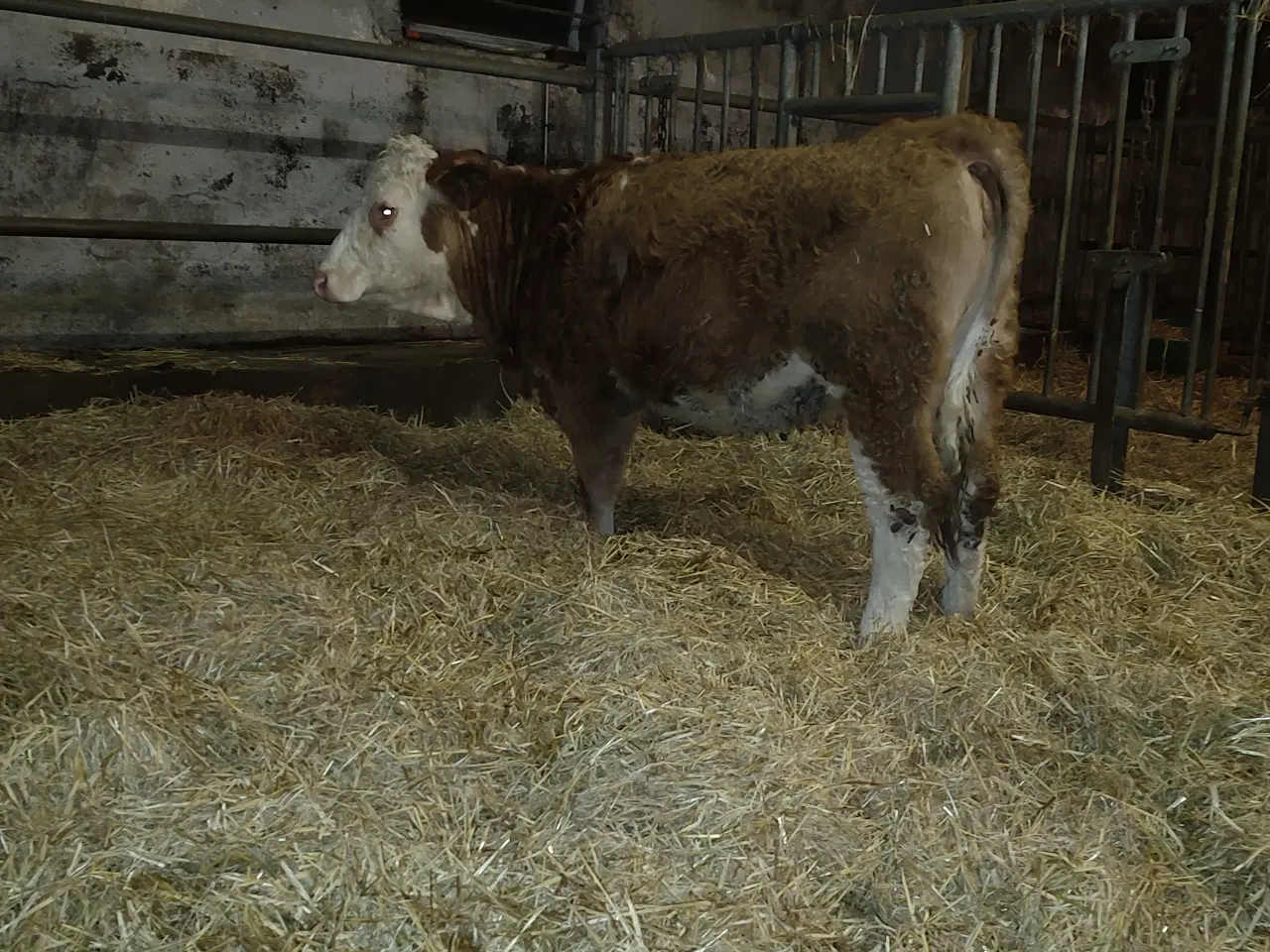 Billede 5 - Simmentaler kvier