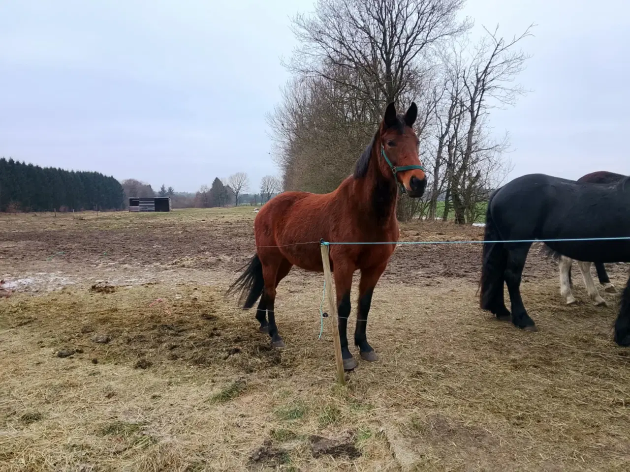 Billede 2 - Sød dansk varmblods hoppe