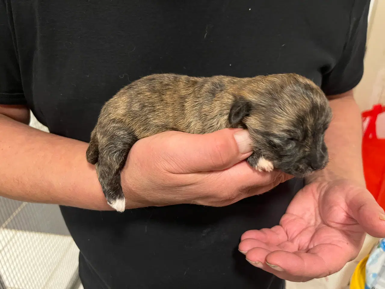 Billede 6 - Kun 2 tæver tilbage nu! Små blandinger