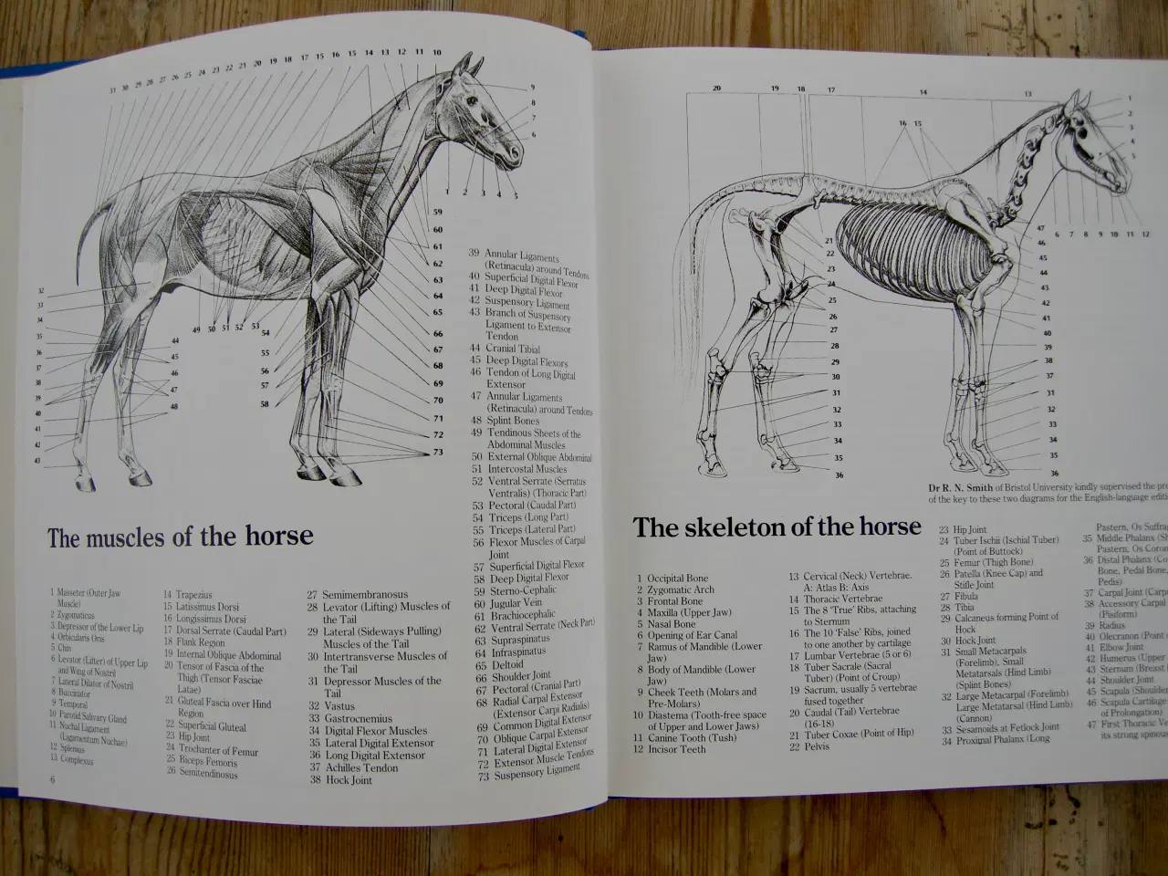 Billede 6 - THIS IS RIDING, Gunnar Hedlund, Hestebog engelsk 