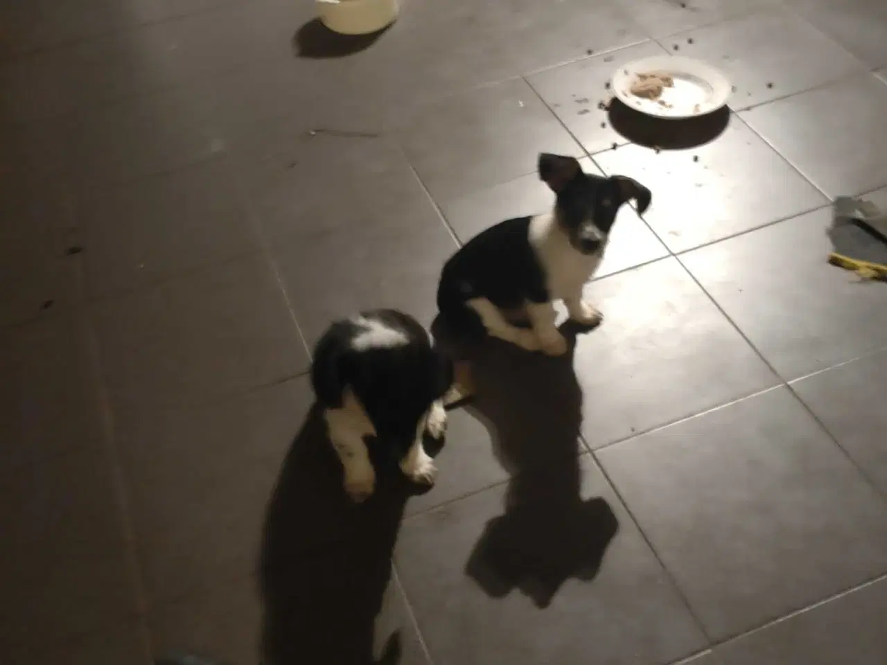 Billede 8 - Jack Russell blanding