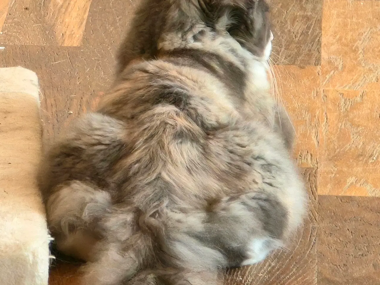 Billede 3 - Sød og legesyg pige.