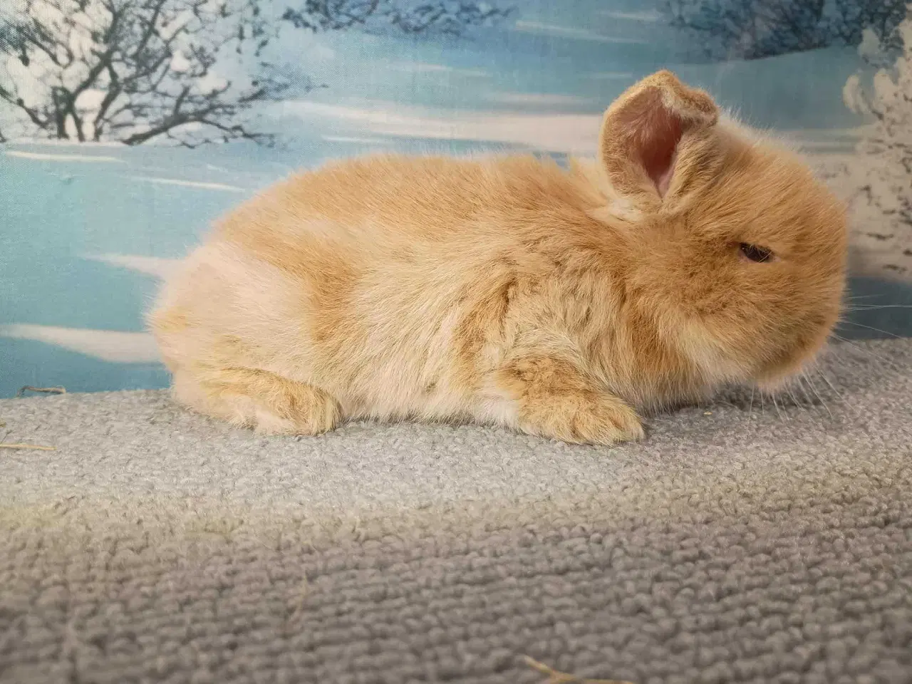 Billede 7 - Minilop dreng, dværg kanin han ung