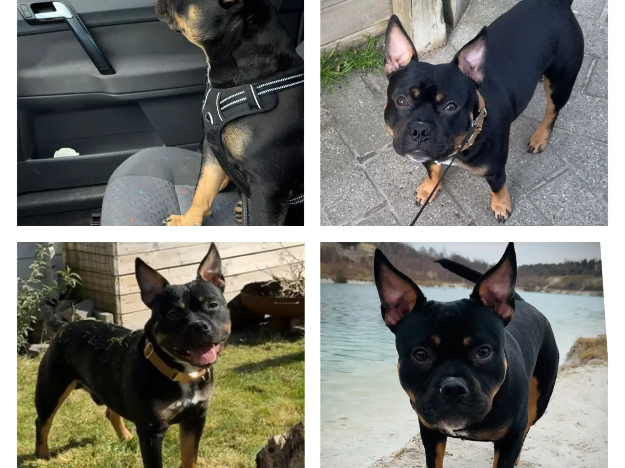 Billede 3 - Blandingshund søger foreverhome