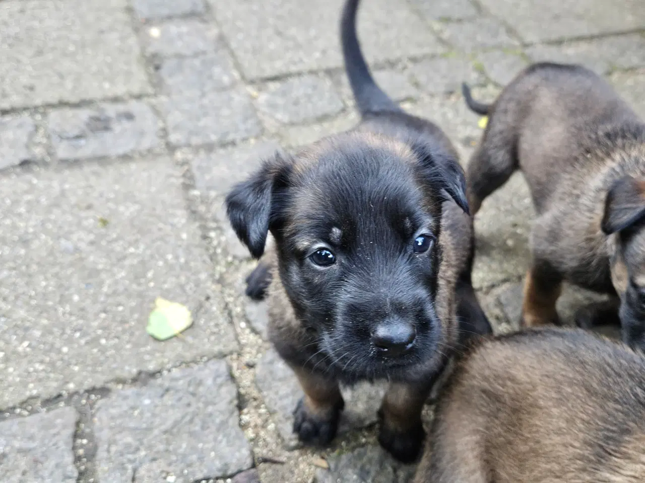 Billede 3 - Belgisk Malinois - Hvalpe - med stamtavle
