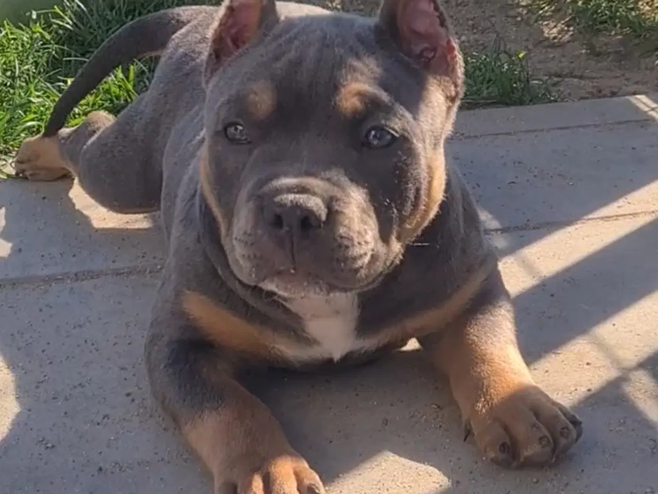 Billede 1 - American Bully Dreng 11 uge 