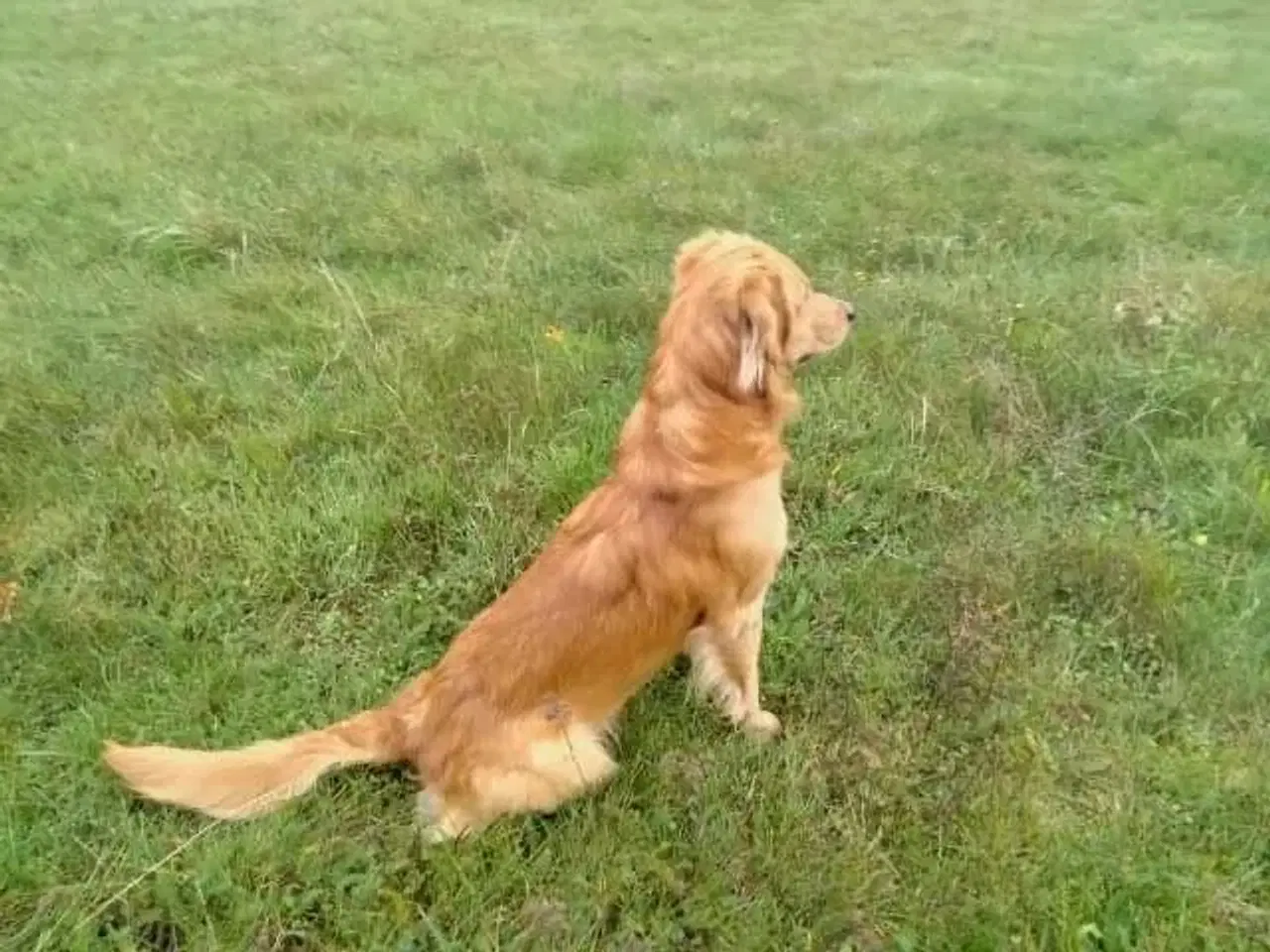 Billede 2 - Golden Retriever hanhund tilbydes til parring 