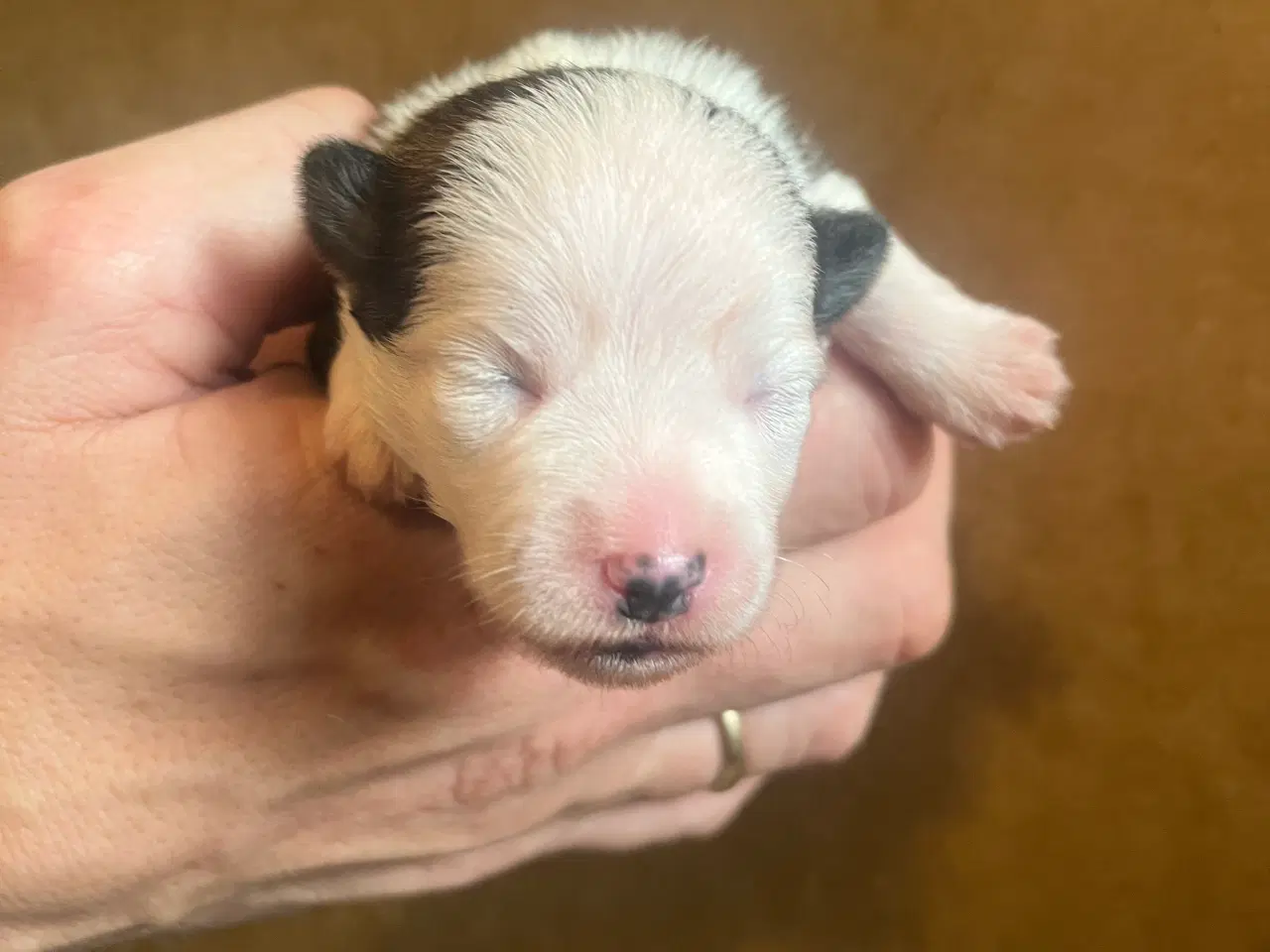 Billede 3 - Kun 2 tilbage nu! Små blandinger