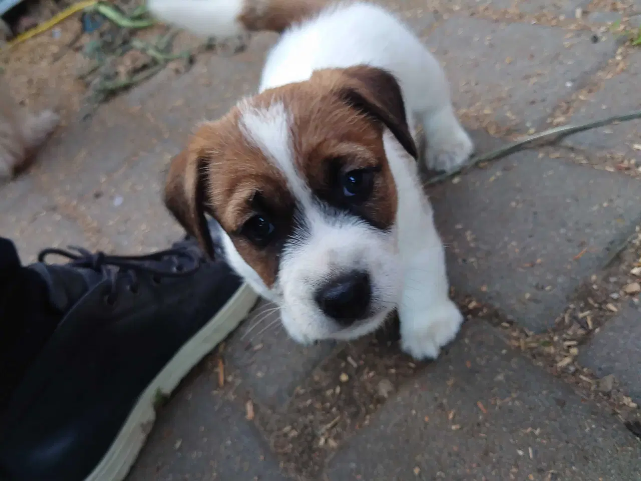Billede 8 - Jack Russell hvalpe (lavbenet type)