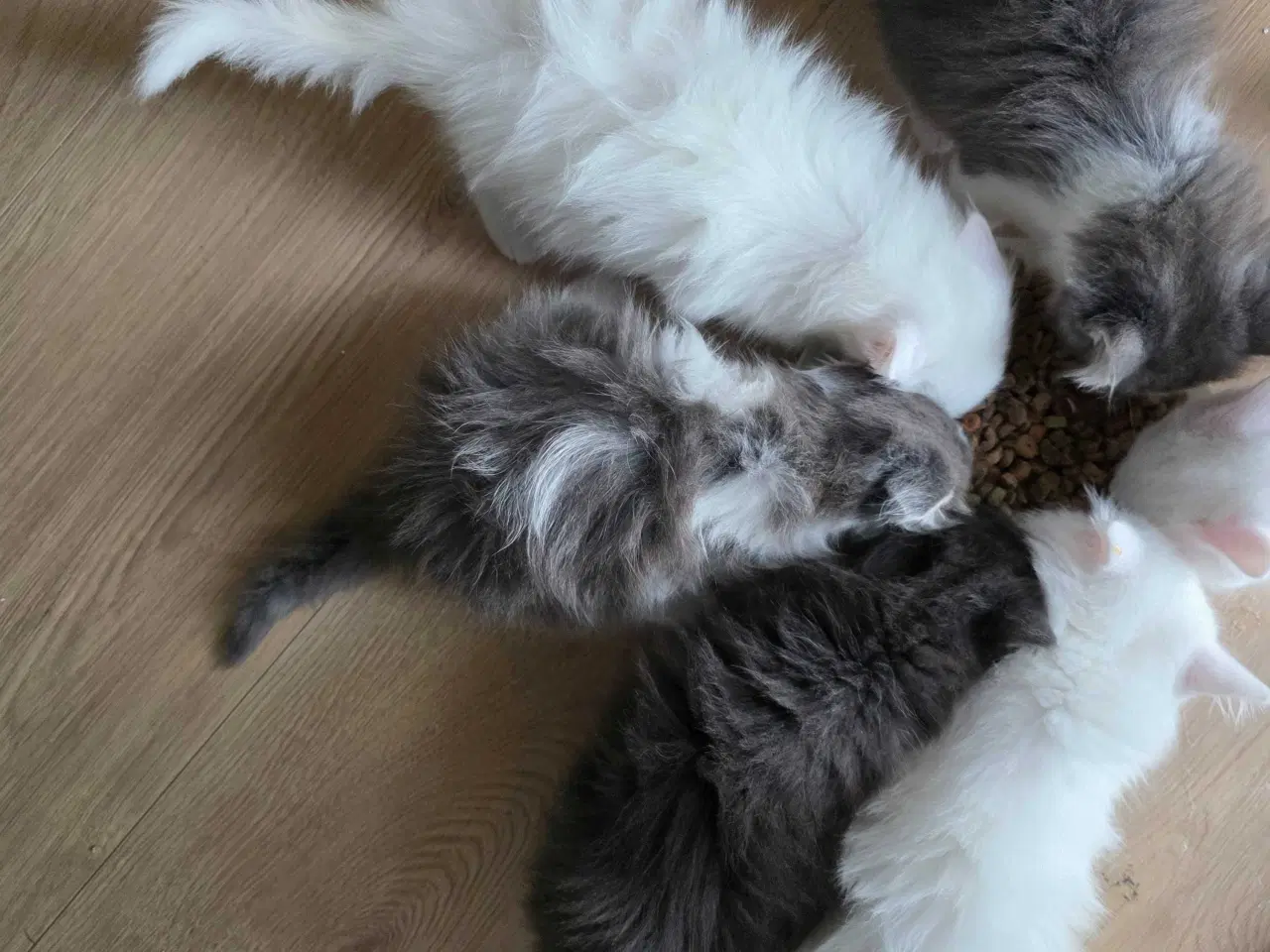 Billede 1 - Killinger mainecoon blandinger