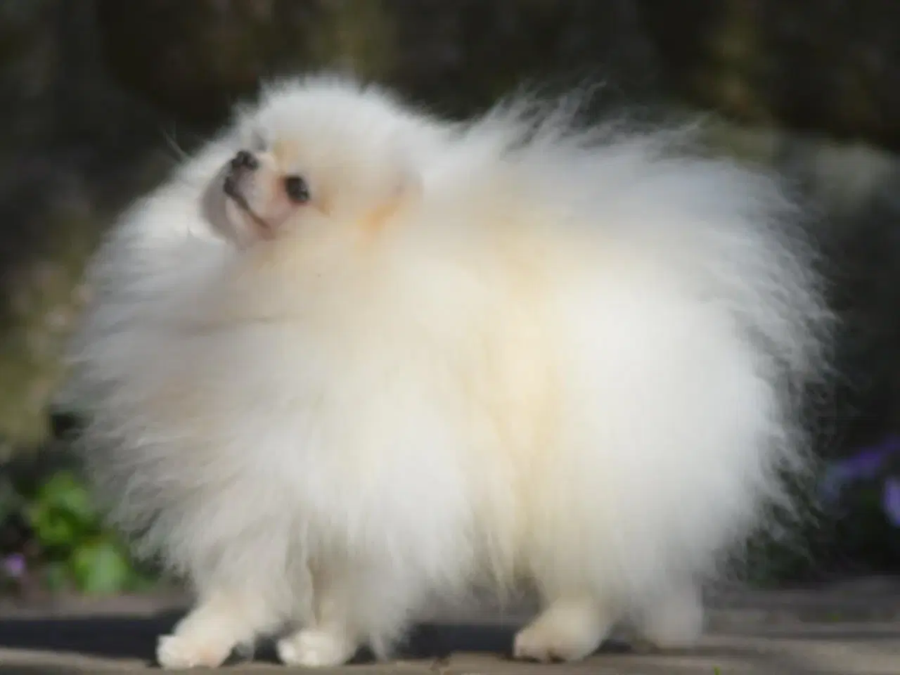 Billede 1 - Smuk Pomeranian tilbydes Avl