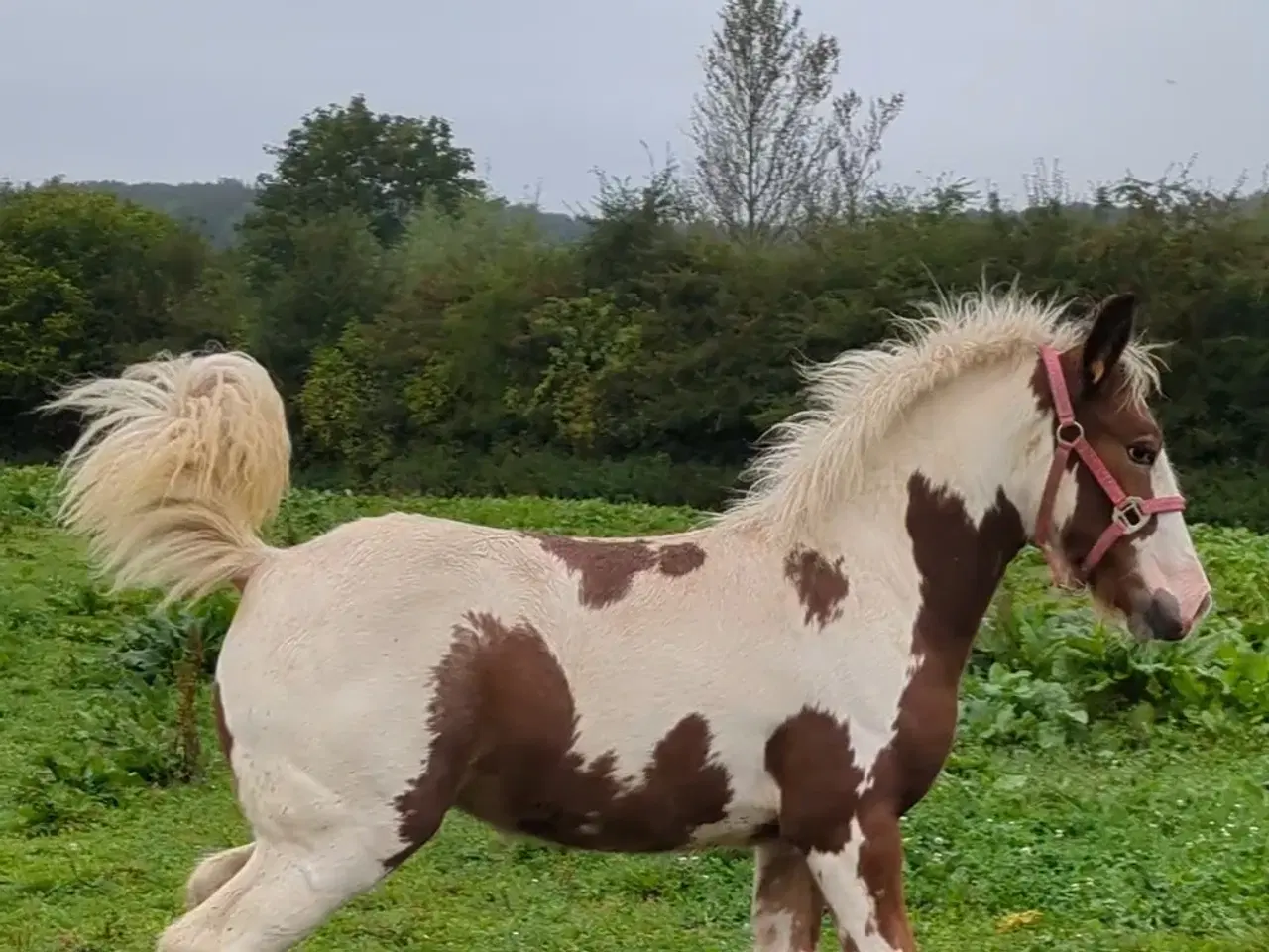 Billede 4 - Tinker /Irish cob hoppe føl