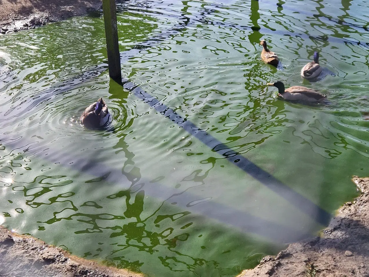 Billede 2 - Vildænder.