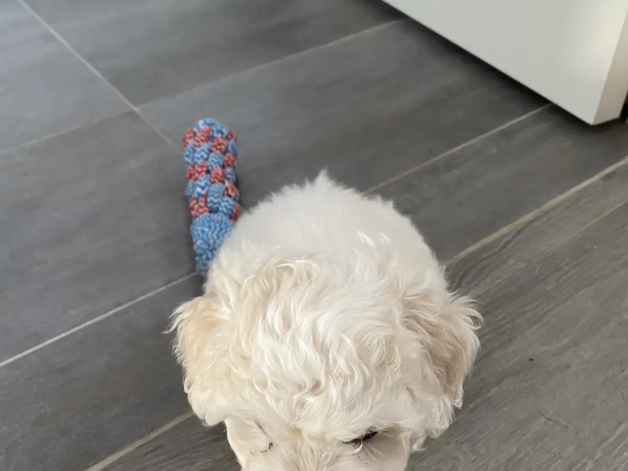 Billede 3 - Hunhund sælges.